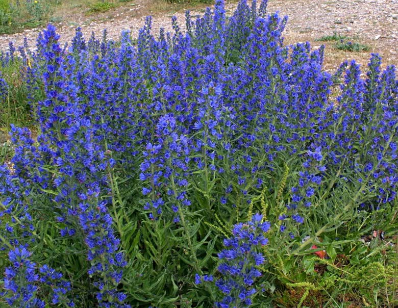 Kimberley 市府人員與承辦商在市有土地進行 blueweed 清理與除草工作。