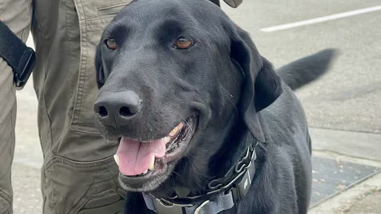 洛杉磯警長部門保安犬 Hunter 在世界盃場館外執勤。