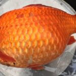 goldfish-featured-1