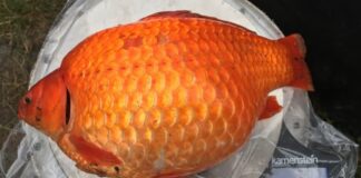 亞省政府展示從 Okotoks 雨洪池移除的大型金魚。