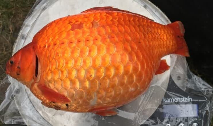 亞省政府展示從 Okotoks 雨洪池移除的大型金魚。