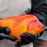 goldfish-inline-1