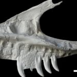 gorgosaurus-raw