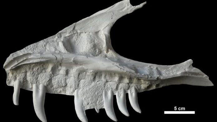 gorgosaurus-raw Gorgosaurus部分頭骨印痕的石膏模型。