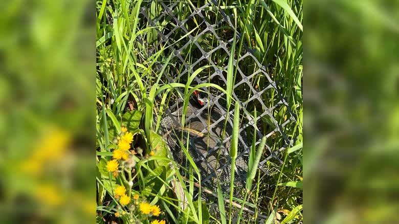 Nova Scotia 飼主展示珍珠雞活動情況。