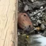 horse-featured