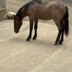horse-inline-1