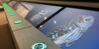薩省皇家博物館貓頭鷹展中的發光介紹屏幕。