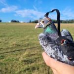 pigeon-001