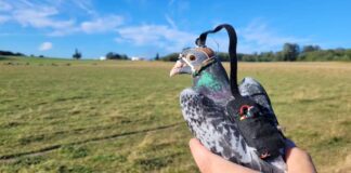 戴上微型相機頭套與小背包的信鴿參與 UBC 飛行研究。