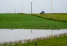 6月豪雨浸透南亞省農地 農民把握停雨空檔補種與噴灑 南亞省低窪農地因6月連場大雨出現積水情況。