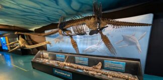 Morden 加拿大化石探索中心的 Styxosaurus 新展覽。