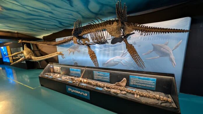 Morden 加拿大化石探索中心的 Styxosaurus 新展覽。