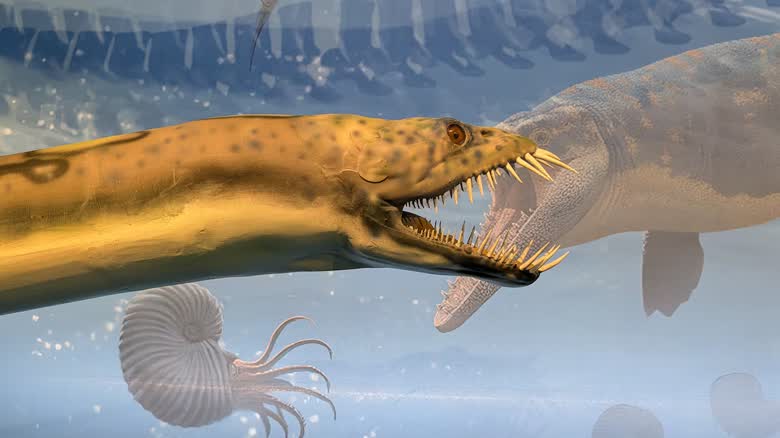 Styxosaurus 長頸模型展示於 Manitoba 博物館內。