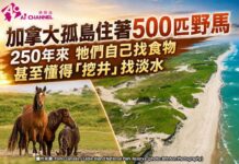 加拿大孤島住着500匹野馬 250年來 牠們自己找食物 甚至懂得「挖井」找淡水