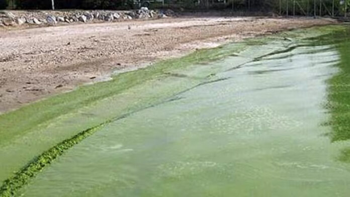 亞省推出衛星地圖追蹤藍綠藻　涵蓋Wabamun等六湖