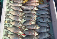亞省東部水庫除入侵鯉魚　研究團隊測試新型捕撈網