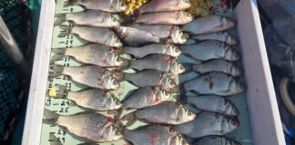 亞省東部水庫除入侵鯉魚　研究團隊測試新型捕撈網