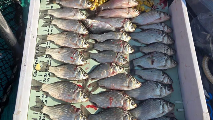 亞省東部水庫除入侵鯉魚　研究團隊測試新型捕撈網