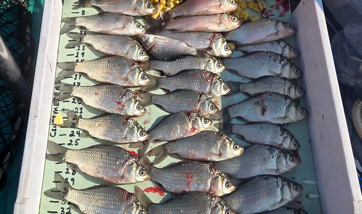 亞省東部水庫除入侵鯉魚　研究團隊測試新型捕撈網