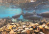 A group of fish swim in a mountain lake.