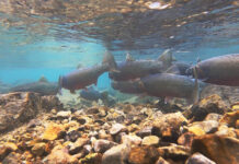 A group of fish swim in a mountain lake.