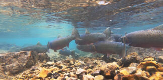 A group of fish swim in a mountain lake.