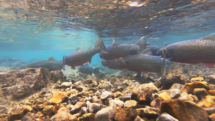 A group of fish swim in a mountain lake.