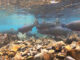 A group of fish swim in a mountain lake.