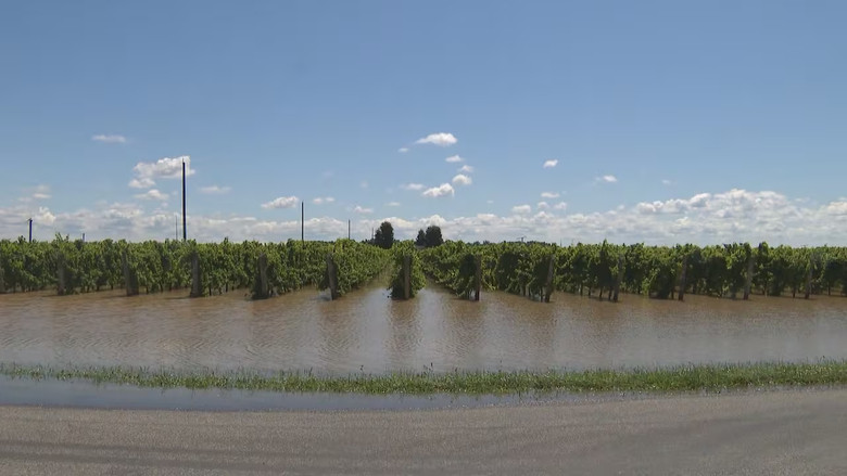 Niagara-on-the-Lake農地和果園一帶水浸情況。