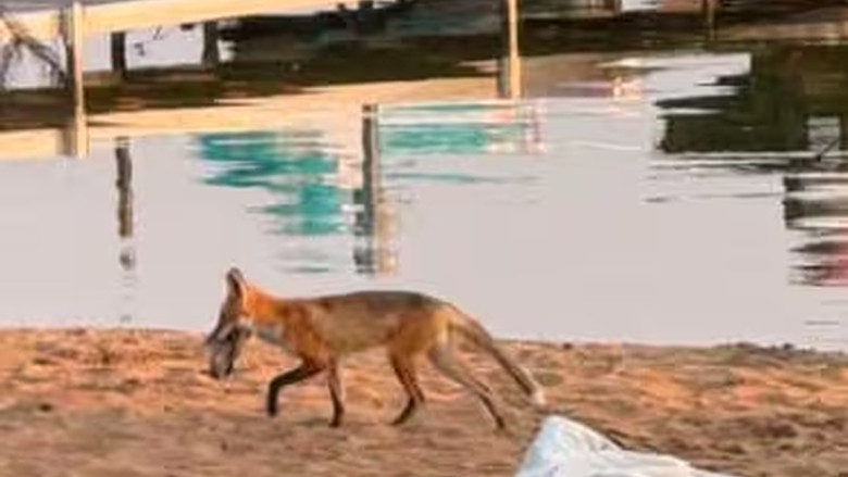 沙省公園狐狸偷走逾百隻鞋　露營區設失物箱待認領