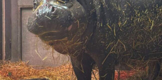 多倫多動物園瀕危侏儒河馬誕雌幼崽 母女健康穩定