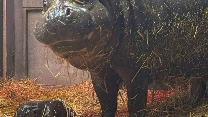 hippof-001 多倫多動物園瀕危侏儒河馬誕雌幼崽 母女健康穩定