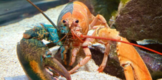 A lobster that is half blue, hald orange.