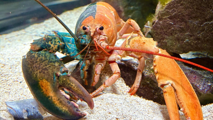 lob04-featured A lobster that is half blue, hald orange.