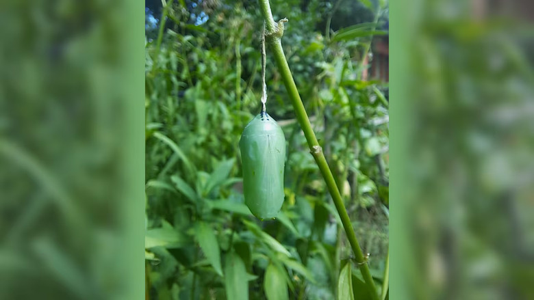 加國草原帝王蝶數量回升　濕熱夏季帶來花蜜與乳草