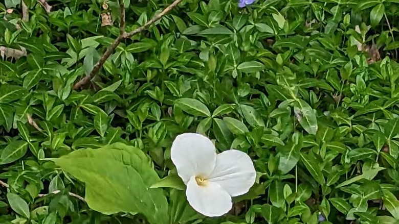 倡加強規管入侵植物　園藝零售標籤成焦點