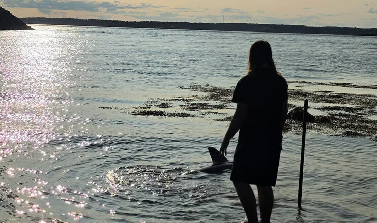 新不倫瑞克少年助鯊魚重返大海　罕見淺水相遇受關注