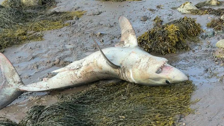 新不倫瑞克少年助鯊魚重返大海　罕見淺水相遇受關注
