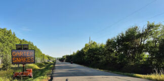 Strathcona County秋季增圍欄降速 減少襪帶蛇道路死亡