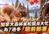 加拿大森林裏松鼠是大忙人 為了過冬「超前部署」