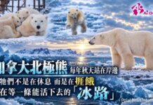 加拿大北極熊每年秋天站在岸邊 牠們不是在休息 而是在捱餓 在等一條能活下去的「冰路」