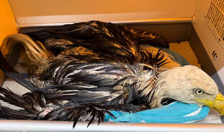 安省禿鷹垃圾場遇暴雨獲救　野生動物中心照料康復