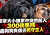 加拿大小鎮家中突然闖入300磅黑熊 7歲狗狗負傷仍死守主人