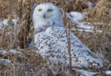 亞省將雪鴞等3種鳥列敏感物種 暫不直接啟動即時保護措施 雪鴞在卡加利以東捕捉齧齒類動物後停留。圖片來源:CBC/Amir Said。