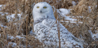 雪鴞在卡加利以東捕捉齧齒類動物後停留。圖片來源：CBC／Amir Said。