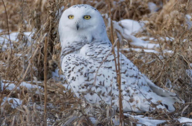 雪鴞在卡加利以東捕捉齧齒類動物後停留。圖片來源：CBC／Amir Said。