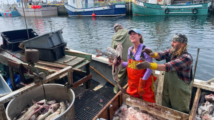 圖片來源：Caroline Hillier/CBC。Captain Lillian Saul, and her two-man crew, Derrick Smith and Shane Hawkins, bring a day's haul of cod back to Twillingate.
