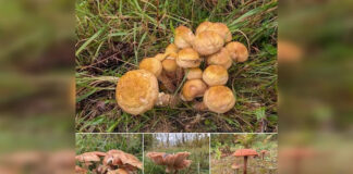 新斯高沙省持續降雨帶動野生蘑菇旺季　採集者發現數量及種類增加