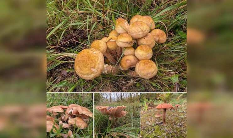 新斯高沙省持續降雨帶動野生蘑菇旺季　採集者發現數量及種類增加